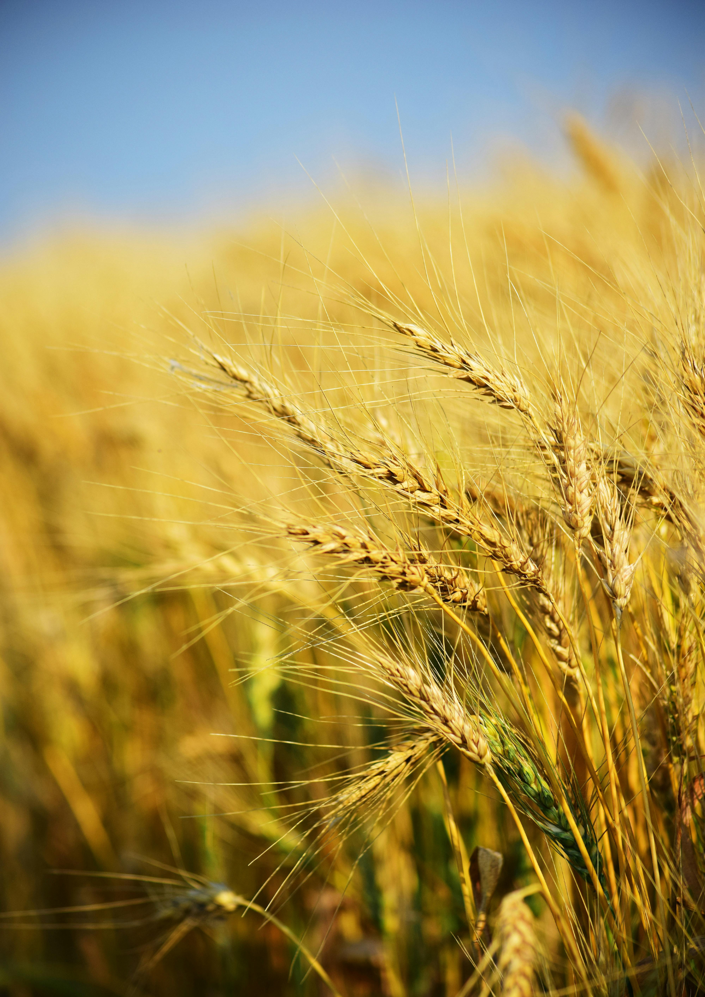 Dynamic Trade Rae Materials and Commodities